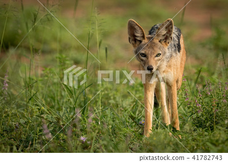 Silver-backed jackal standing in patch of grass Silver-backed jackal standing in patch of grass 41782743
