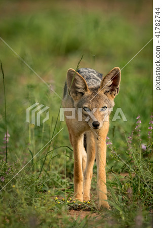 Silver-backed jackal stands among flowers facing c Silver-backed jackal stands among flowers facing c 41782744