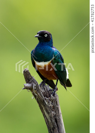 Superb starling looks left on dead branch Superb starling looks left on dead branch 41782753