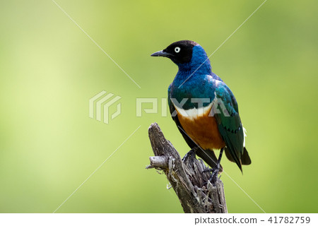 Superb starling on dead branch looks left 41782759