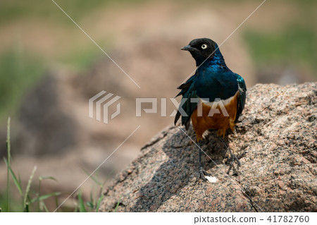 Superb starling on rock in grassy meadow 41782760