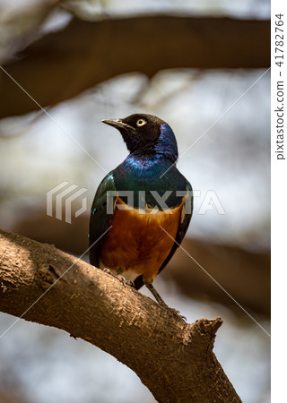Superb starling perched on branch in sunshine 41782764