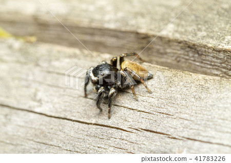 Mamijiro Hetri 41783226