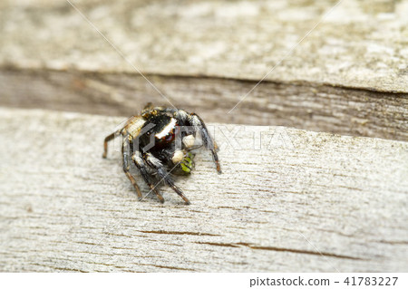 Mamijiro Hetri Mamijiro Hetri 41783227