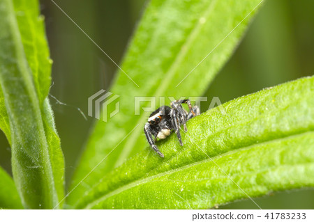 Mamijiro Hetri 41783233