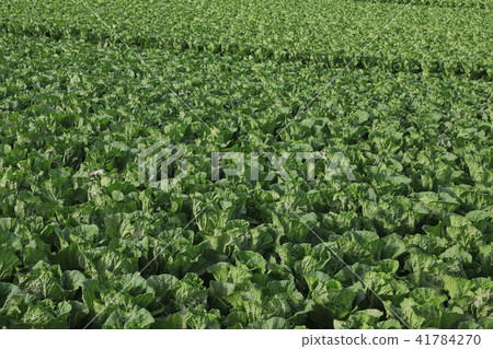Cabbage field highland vegetable Yatsugatake 41784270