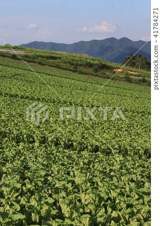 Cabbage field highland vegetable Yatsugatake Cabbage field highland vegetable Yatsugatake 41784271