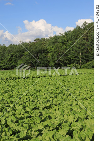 圓白菜領域高地菜Yatsugatake 41784282