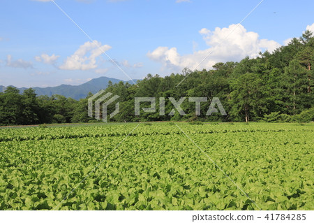 圓白菜領域高地菜Yatsugatake 41784285