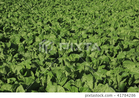 圓白菜領域高地菜Yatsugatake 41784286