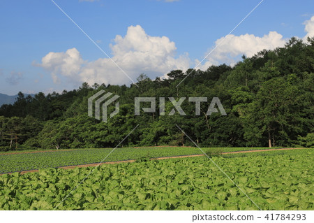 圓白菜領域高地菜Yatsugatake 41784293