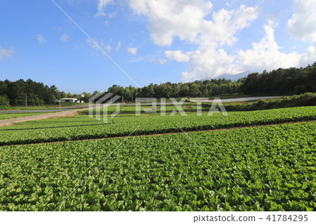 Cabbage field highland vegetable Yatsugatake 41784295