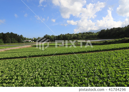 Cabbage field highland vegetable Yatsugatake Cabbage field highland vegetable Yatsugatake 41784296