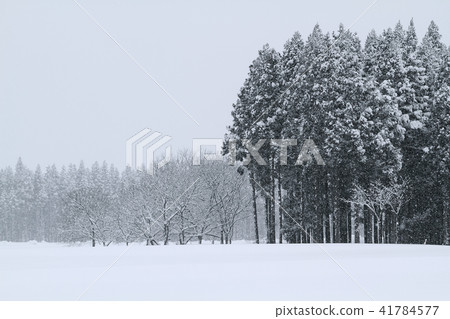 Snowy Satoyama Snowfall Snow 41784577