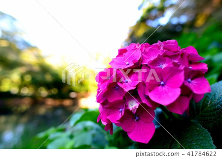hydrangea   hydrangea   41784622