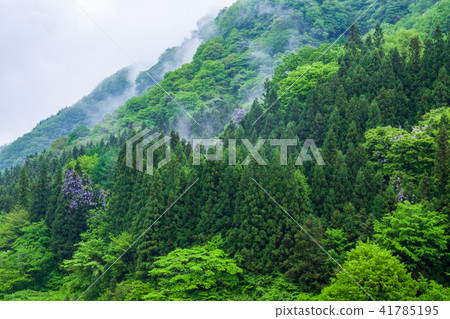 有霧的新鮮的綠色山 有霧的新鮮的綠色山 41785195