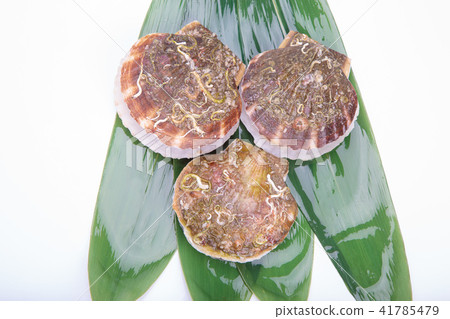 Scallop Foodstuff Scallop Foodstuff 41785479