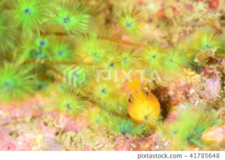 Catechinose＆Coke Gimpo 41785648