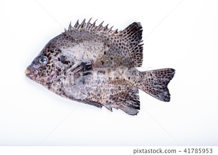 ishigaki sea bream, fish, fishes 41785953