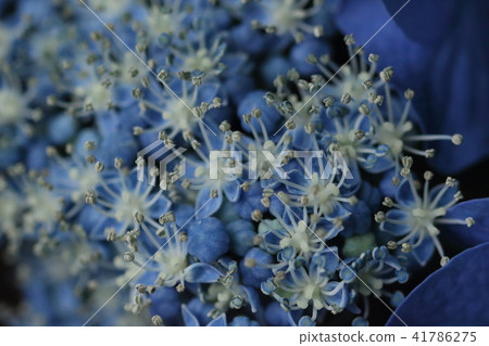 Mai繡球花 Mai繡球花 41786275