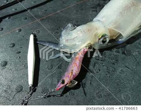 Fish caught in a squid metal (medium weight) omorig Fish caught in a squid metal (medium weight) omorig 41786663
