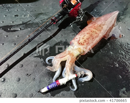 Kensaki fish caught with squid metal (lead sitte) 41786665