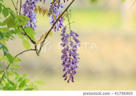 Wisteria, flower, wisteria flower 41786905