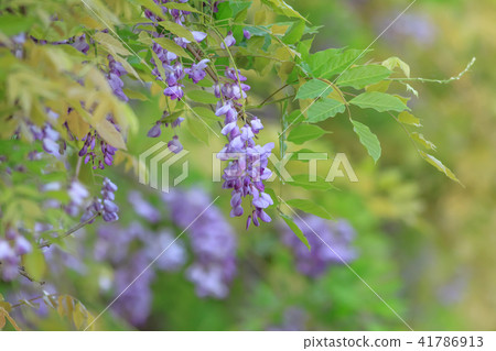 Wisteria, flower, wisteria flower 41786913