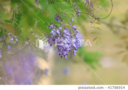 Wisteria, flower, wisteria flower 41786914