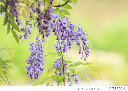 Wisteria, flower, wisteria flower 41786924