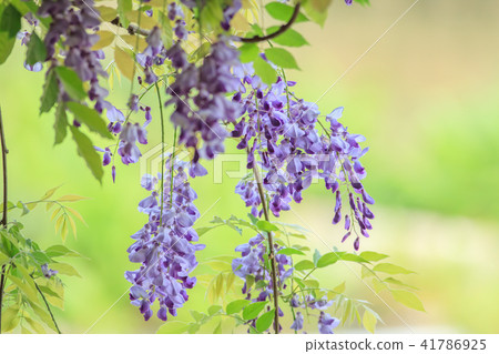 Wisteria, flower, wisteria flower 41786925