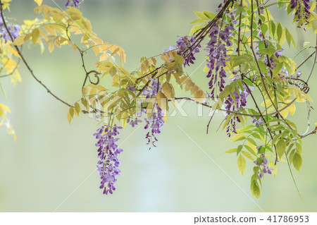 Wisteria, flower, wisteria flower 41786953