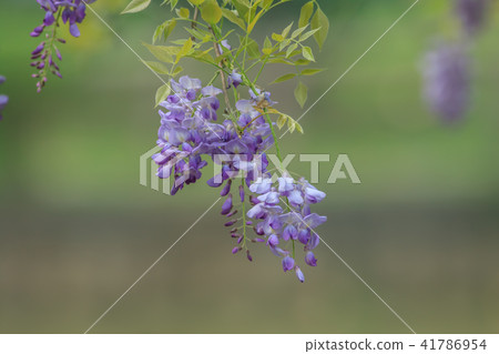 Wisteria, flower, wisteria flower 41786954
