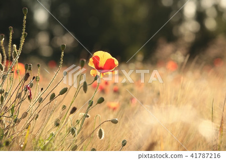 Poppy in the field at dawn  41787216