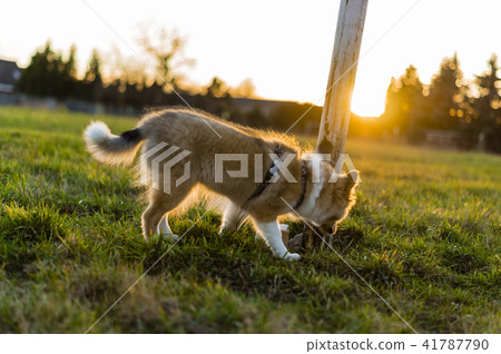 Little Shetland Shepherd Little Shetland Shepherd 41787790