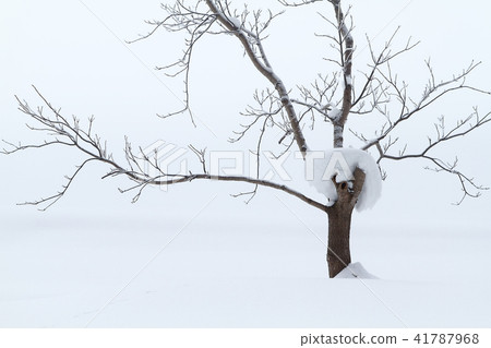Winter trees Winter Satoyama 41787968
