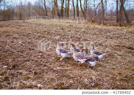 Gaggle of geese in the garden in the springtime 41788402