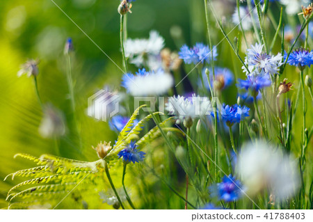 Field of tiny blue flowers, vintage cool tone and shallow deep of field. Field of tiny blue flowers, vintage cool tone and shallow deep of field. 41788403