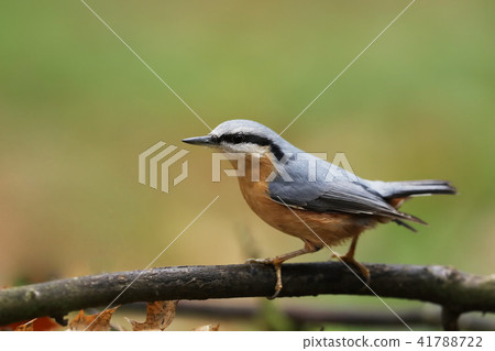 Eurasian nuthatch (Sitta europaea) is small bird Eurasian nuthatch (Sitta europaea) is small bird 41788722