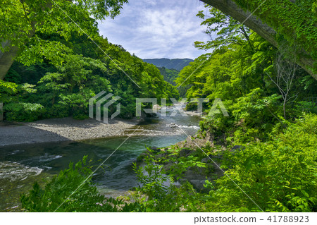 抵達峽谷新鮮綠色的橋樑 41788923