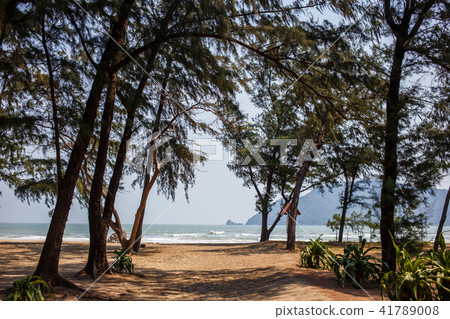 Beach on the tropical island with coniferous trees Beach on the tropical island with coniferous trees 41789008