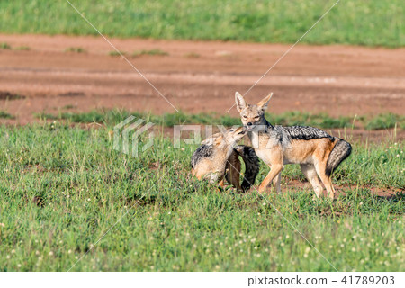 Two black-backed jackals or Canis mesomelas play 41789203