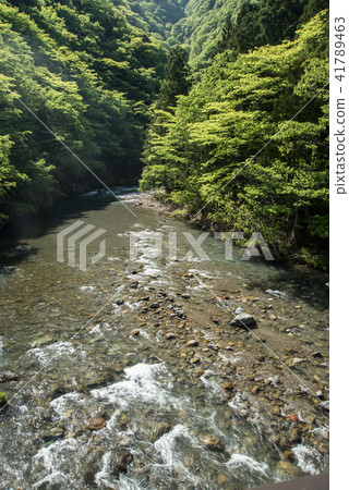 滋賀縣湖北地區的清流高時川 滋賀縣湖北地區的清流高時川 41789463