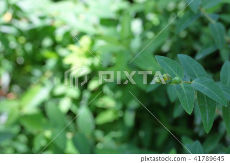 Flower bud of hyperricum · hydocoat 41789645