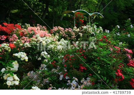 花卷溫泉玫瑰園 花卷溫泉玫瑰園 41789739