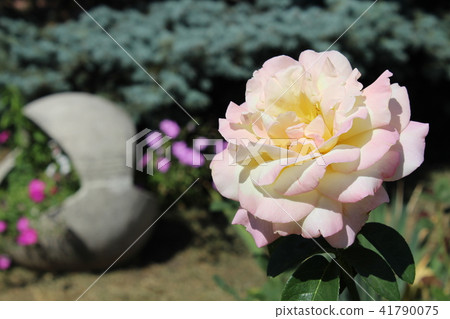 Beautiful yellow rose flowers Beautiful yellow rose flowers 41790075