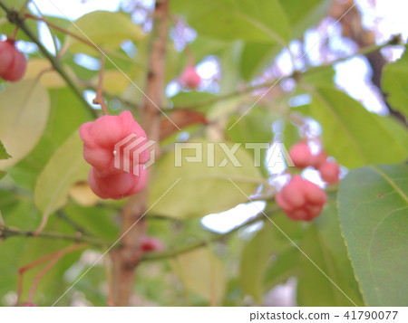 可愛的粉紅色水果 可愛的粉紅色水果 41790077