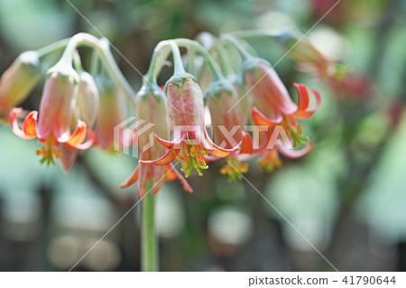 Orange cochildredon · silver wave Nishiki flower 41790644