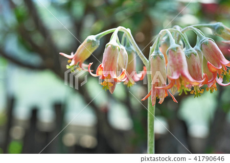 Orange cochildredon · silver wave Nishiki flower 41790646