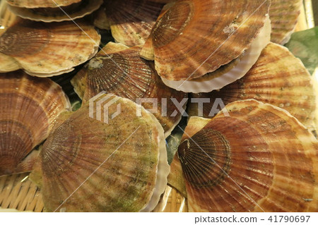 Scallop  Scallop 41790697